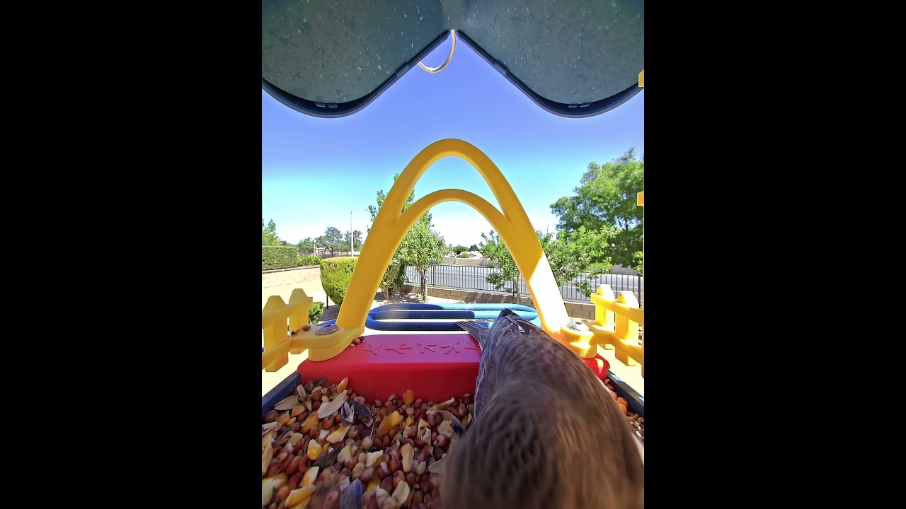 #birdbuddy #birdcamera #finch #wildbirds #sparrow #birdsounds #birdwatching