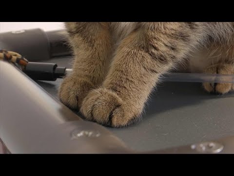 Video: Manhattanska Skupščenka Predstavi Bill Zakonu Ban Cat Declawing V Državi New York