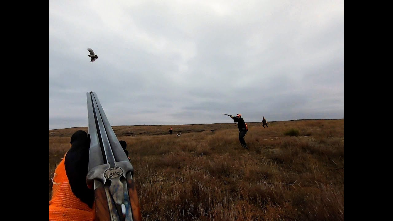 Libby's Single Oklahoma Quail Hunting YouTube