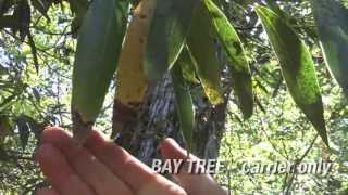 Sudden Oak Death