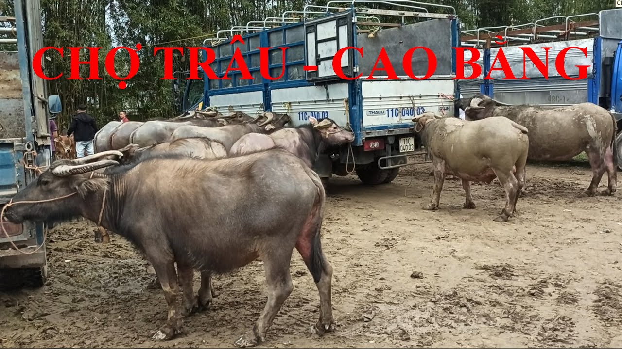 Trâu Bò Rất Nhiều Chợ Trâu Trùng Khánh Cao Bằng. Giá Trâu Bò. Chợ Trâu Trà Lĩnh Cao Bằng.