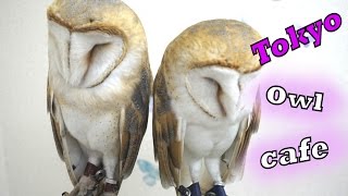 Tokyo Owl Cafe | Adventures in Japan