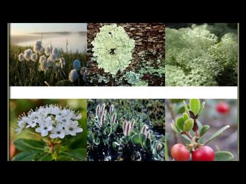 Flore de la toundra, les types de plantes et mousses, de la végétation de la toundra,