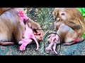 The funny baby monkey was sleeping with style strangely on mother, was grooming to sleep well