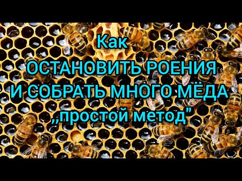 БОРЬБА С РОЕНИЕМ ПЧЕЛ. КАК НАКАЧАТЬ МНОГО МЕДА