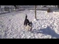 Happy Dog