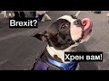 Brexit - собачий протест