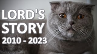 The Last Days of a House Cat (Scottish Fold)