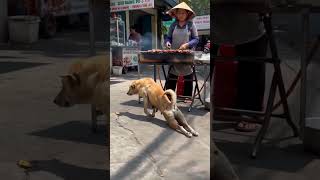 Top-tier acting skills #fun #laugher #funnyvideo #funnyshorts #funnycomedy #funnymoments #animals