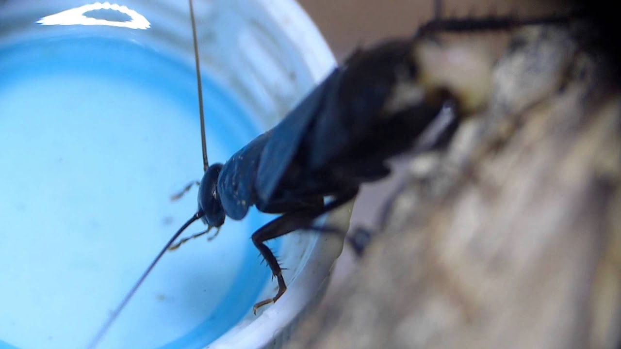 Japanese Cockroach Mum Quenching Her Thirst ヤマトゴキブリ が新しい卵鞘をぶら下げ飲水 Youtube Japanese Cockroach Mum Quenching Her Thirst ヤマトゴキブリ が新しい卵鞘をぶら下げ飲水 Youtube