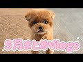 いたずらっ子のトイプードルが手に負えません🤦♀️