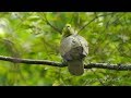 Зеленый голубь (Treron sieboldii) - White-bellied green pigeon | Film Studio Aves