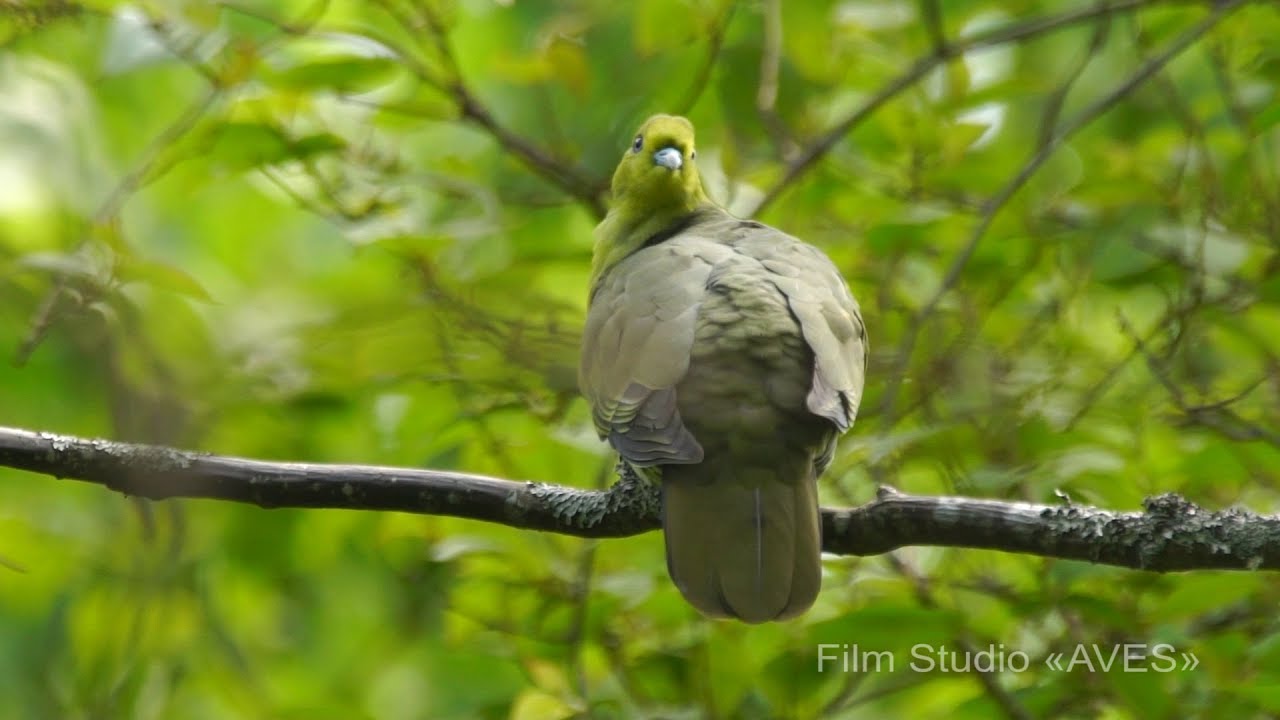 Зеленый голубь (Treron sieboldii) - White-bellied green pigeon | Film Studio Aves