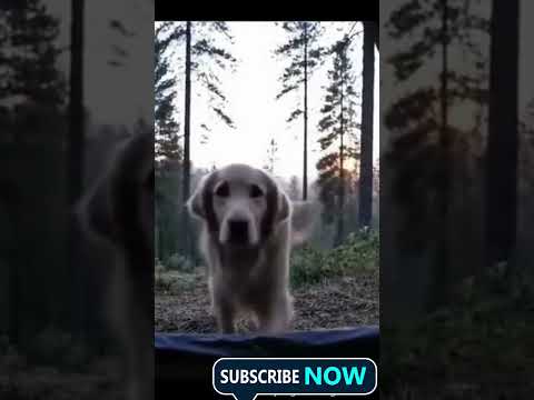 Собака шутит😁 #haul #vlog #video #смех #смешныевидео #магия #супер #shortsviral #dog #dogs #животные