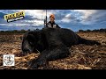 540 pound North Carolina Black Bear