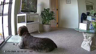 Ezviz HD Camera Test Footage