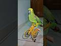 Papagaio ciclista #parrot #birds #animals #pets #cute #cyclist #bike #cycling #papagaio #aves #pet