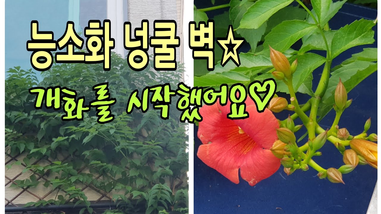 [능소화 덩굴 #2] 벽을 타는 넝쿨식물 능소화! 여름꽃 개화 시작합니다. 가을까지 피울꽃, 2…