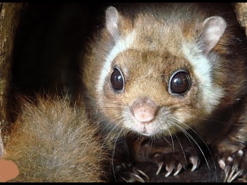 ムササビの特徴と優雅に飛んでる姿 - YouTube
