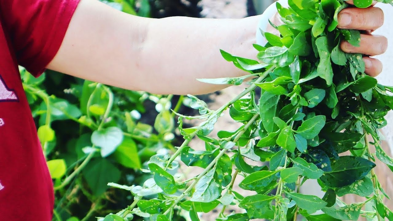 Mom visits my garden & cuts all my Goji (Wolfberry) to make Pork & Goji