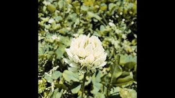 Miners Memoryfest Set