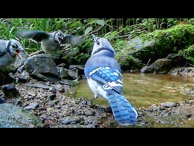 Cute Blue Jay Fledgling's First Bath is Hilarious 