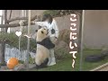 【ここにいて～💖】飼育員さんをひきとめたい彩浜🌈✨【子パンダ】Giant Panda -Saihin-☆Stay with me ~💕