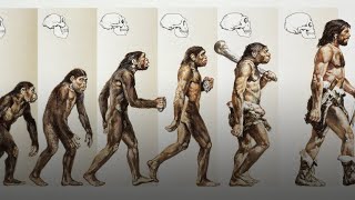 Evolution of Humans under 3 minutes