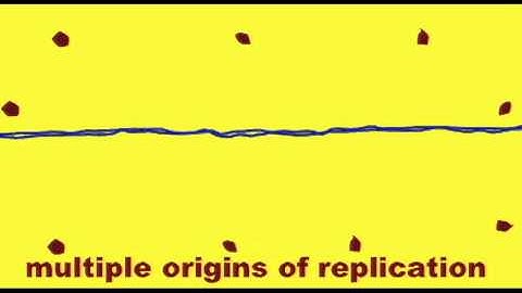 GENETICS 2: DNA REPLICATION: ORIGIN OF REPLICATION