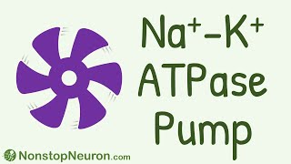 NONSTOP Motor: Sodium Potassium ATPase Pump (Na K ATPase Pump)