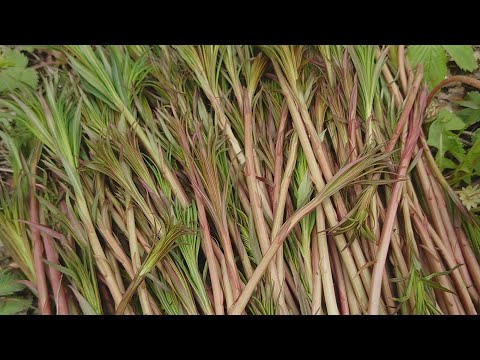 Готовим молодые побеги иван-чая (кипрея)! Жарим и квасим.