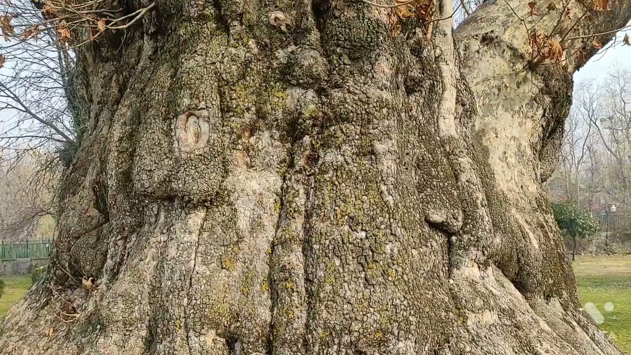 Chinar Tree | Kashmir Valley