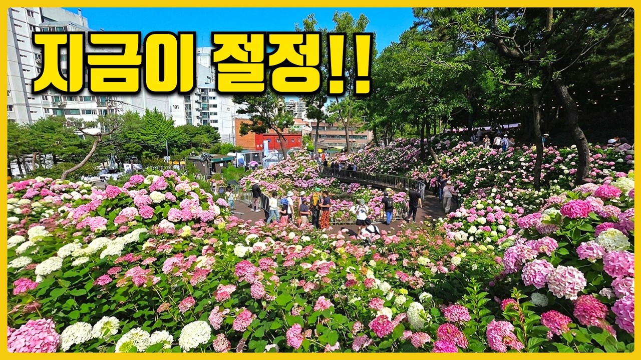 서울 도심 한복판 수국 절정! 지하철로 가는 무료 수국명소 (지금 가야하는 이유)