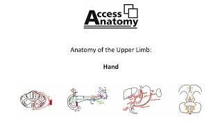 Anatomy of the Upper Limb 10 - Hand
