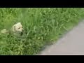 Small doggy becomes invisible walking through tall grass