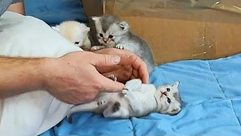 Watch the video about Ragdoll kittens 28 days old ( Start playing with them