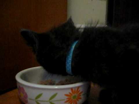 Kitten getting excited about his meal