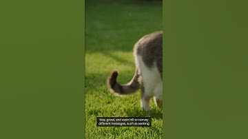 Decoding the Feline Language: Understanding How Cats Communicate with Humans #Cats #facts