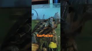 Tortoise #everyonehighlights #ytshorts #animals #tortoiselove
