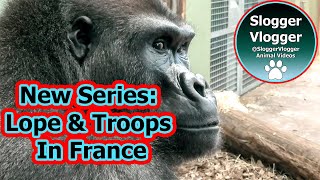 New Series Gorilla Lope In France! Introduction Of Both Male Gorilla Troops