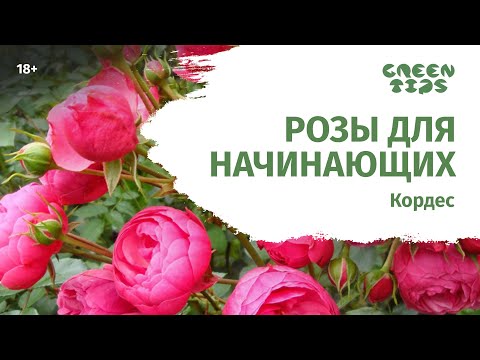 Video: Kas išrenka titulinę įmonę Floridoje?