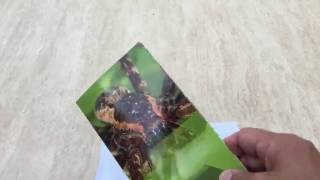 Giant Spider Prank