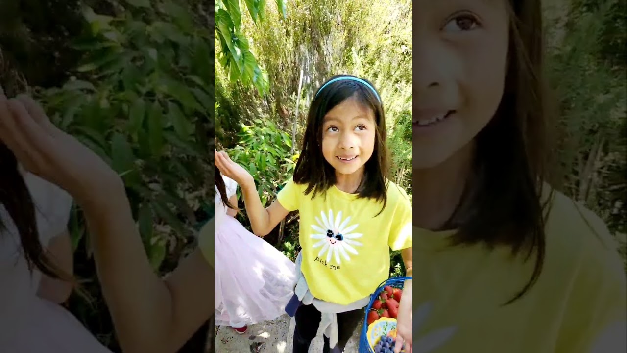 harvest part  2/3 loquat mulberries blueberries may 18 2021