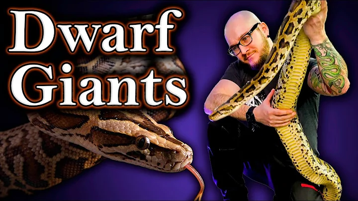 Top 5 HUGE Snakes That Come In Dwarf Sized Alternatives!