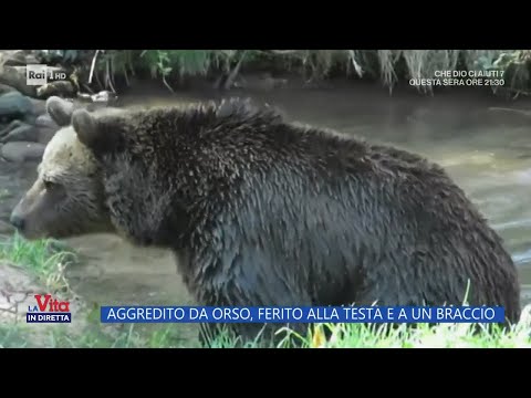 Video: Quando Jedediah Smith è stato attaccato da un orso grizzly?