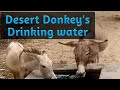 Desert donekys traveling to drinking water donkeylife desertdonkey animals