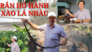 Rắn hổ hành xào lá nhàu@Phong đồng quê