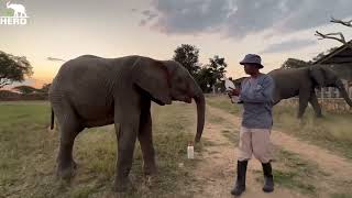 The Females Surround Baby Elephant, Khanyisa as she Downs Her Milk Bottles 🍼