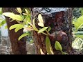 (Đx))5M257 gl cây bạch mai rừng 650k LH 0707713796 Khương bonsai