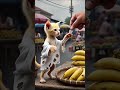 🐱 From Poor Kitten to Success Story | Cute Cat's Hard Work Journey ❤️#shorts